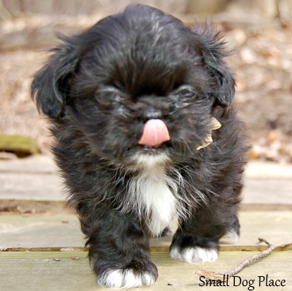This black and white Shih Tzu puppy is licking his lips.