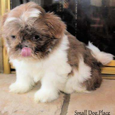 An 8 week old Shih Tzu puppy is licking her lips