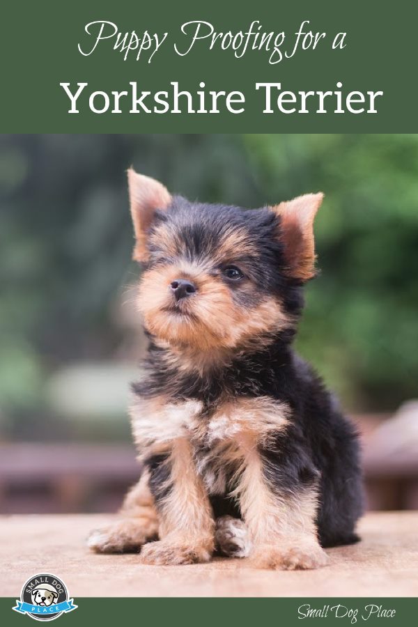 Yorkshire Terrier Pin Image