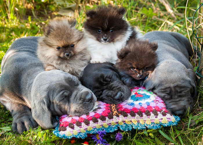 The eruption of puppy teeth. A group of dogs are all sleeping on a colorful granny square pillow.