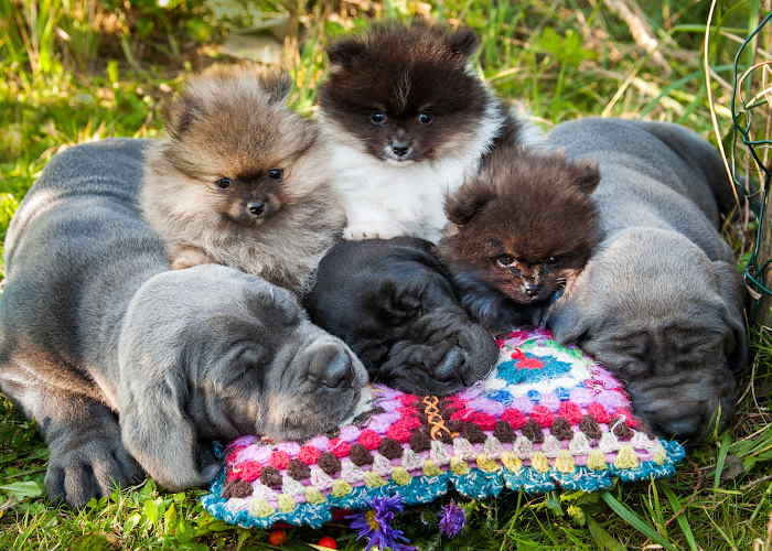 A group of dogs are all sleeping on a colorful granny square pillow.