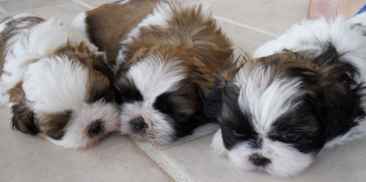 Shih Tzu Puppies