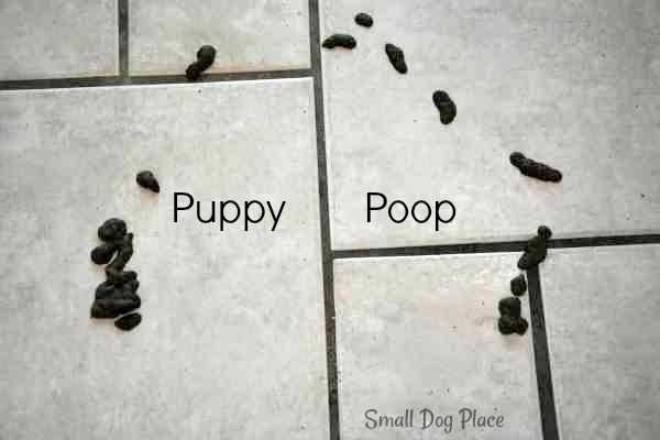 An example of puppy poop that is bordering on diarrhea