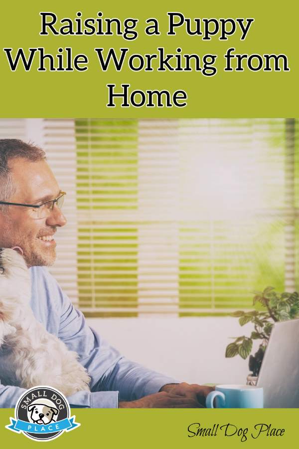 Raising a Puppy While Working From Home: Pin Image A man is working from home with a puppy on his lap