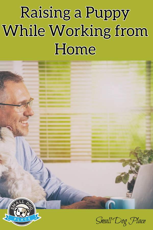 A man is working from home with a puppy on his lap