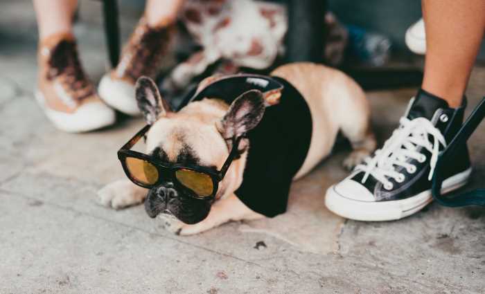 A small Pug is wearing glasses A small Pug is wearing glasses