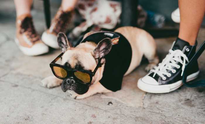 A small Pug is wearing glasses