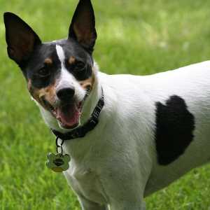 Rat terrier is looking at the camera