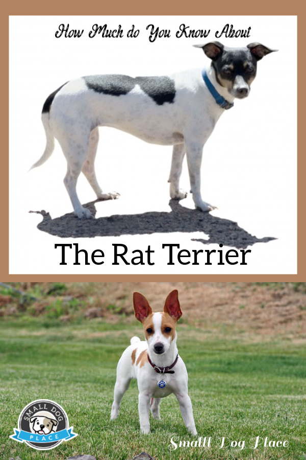 The Rat Terrier Pin Image