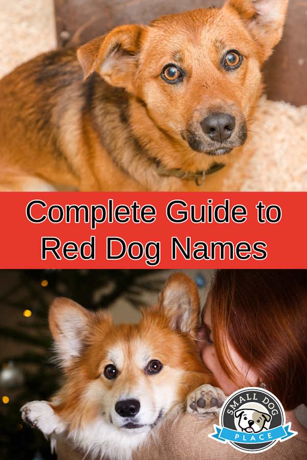 Two dogs with red fur is shown on a pin image