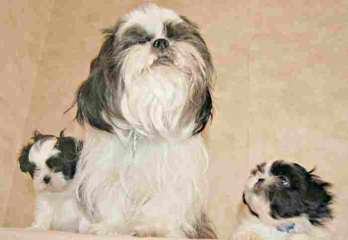 Two puppies learning to respect older dogs.