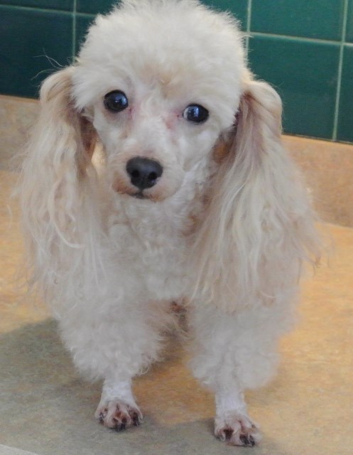 Apricot colored Toy Poodle