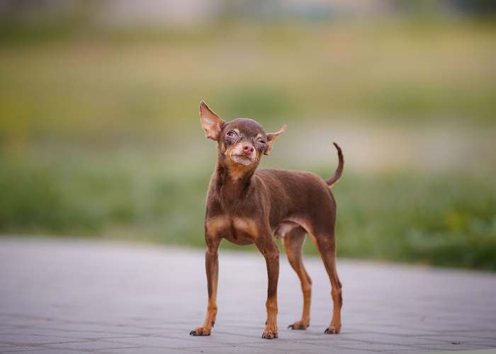 A Russian Toy Terrier is standing in front of a blurred background