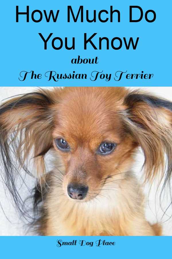 Russian Toy Terrier How Much Do You Know About the Russian Toy Terrier?
