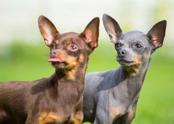 Two Russian Toys are Standing together, one blue and tan and the other brown sable.