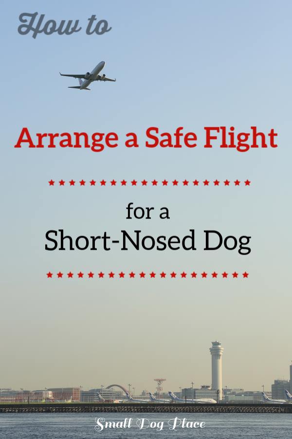 How to Arrange a Safe Flight for a Short Nosed Dog (Brachycephalic Breed)