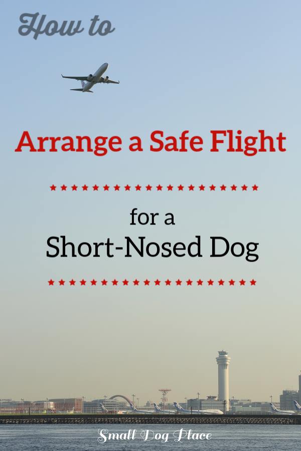 How to Arrange a Safe Flight for a Short Nosed Dog (Brachycephalic Breed)