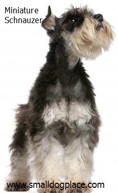 Schnauzer:  A good small breed dog for children