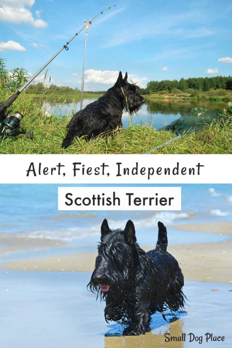Two scenes with black Scottish Terriers