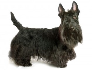 Scottish Terrier