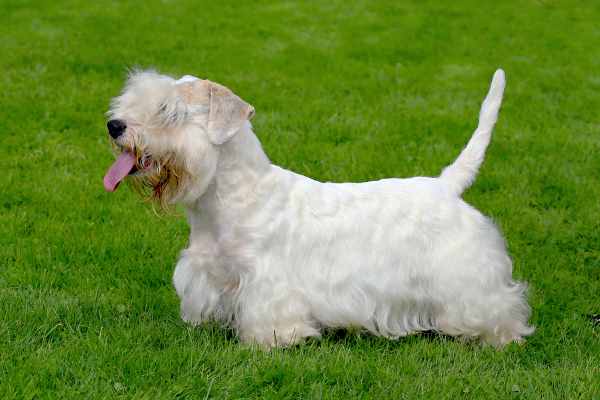 The Sealyham Terrier is a very healthy breed with few genetic problems