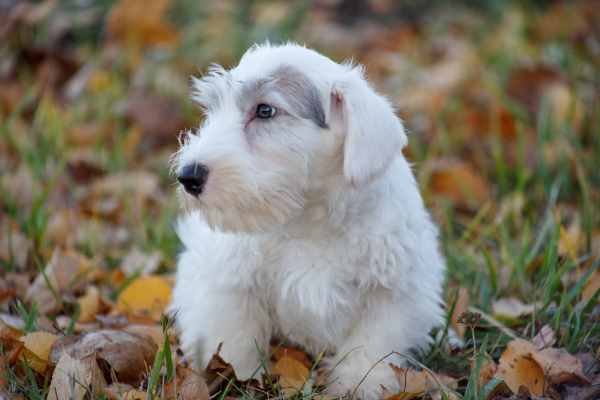 The Sealyham Terrier or Sealies as they are often called.