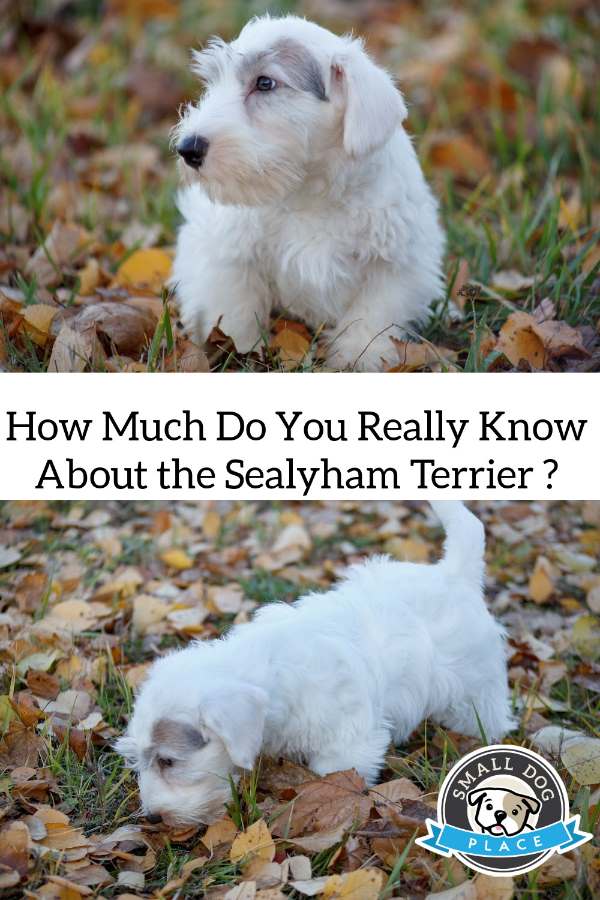 The Sealyham Terrier: How Much Do You Know About This Breed? Two Sealyham Terrier puppies are shown on this pin image