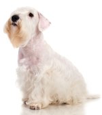 Sealyham Terrier