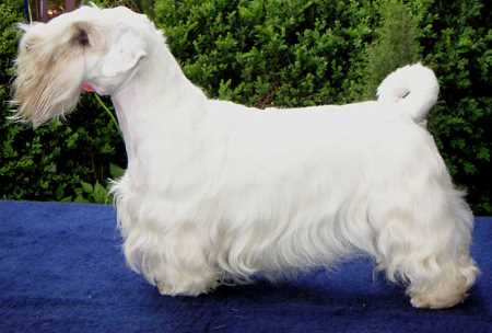 Sealyham Terrier Show Dog