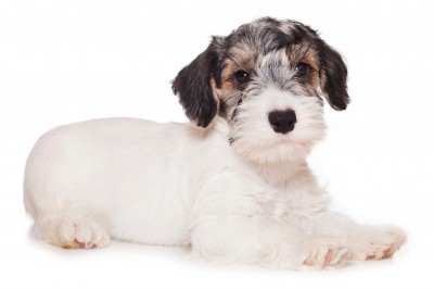 Sealyham Terrier Puppy with Badger Markings Sealyham Terrier Puppy with Badger Markings