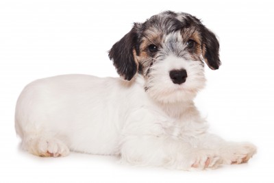 Sealyham Terrier Puppy with Badger Markings