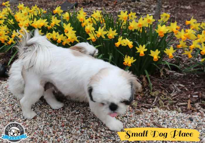 Seasonal allergies: a Shih Tzu mom and Pup in front of a row of spring flowers