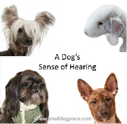 A Dog's Sense of Hearing:  It's All in the Ears