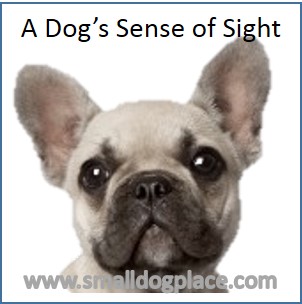 Dog's Sense of Sight