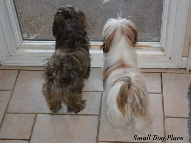 These two dogs are enjoying the airconditioned indoors on a hot summer day.