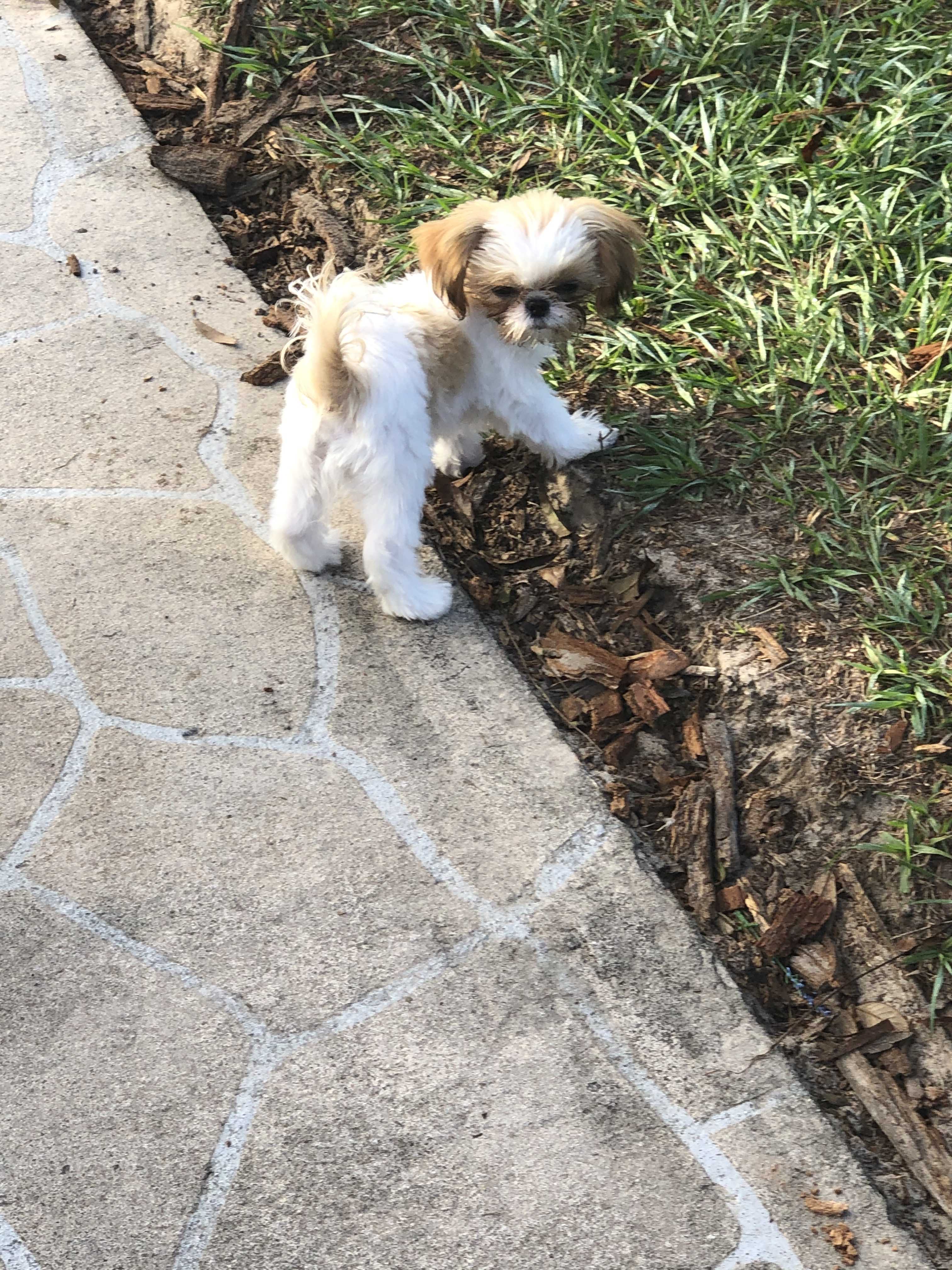 A tiny Shih Tzu puppy outside in the garten