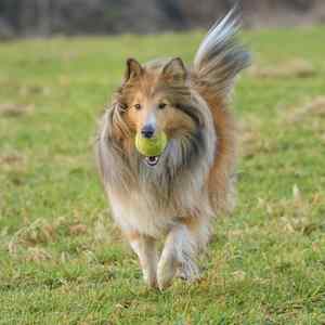 Shetland Sheepdog:  Number 24 in Popularity