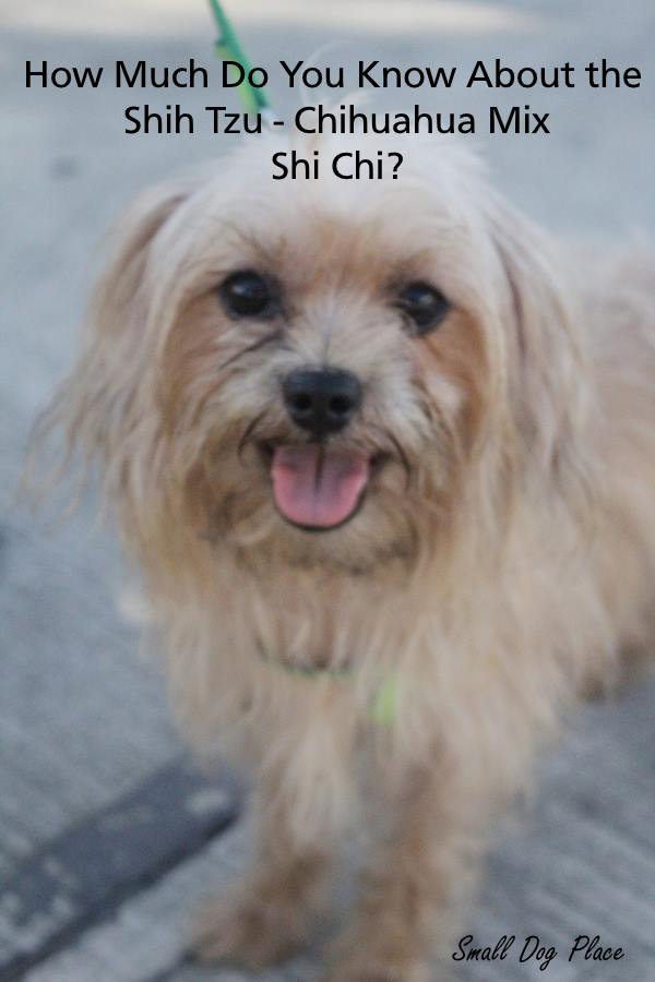 Shih Tzu Chihuahua Mix (Shi Chi) Shih Tzu Chihuahua Mix (Shi Chi)