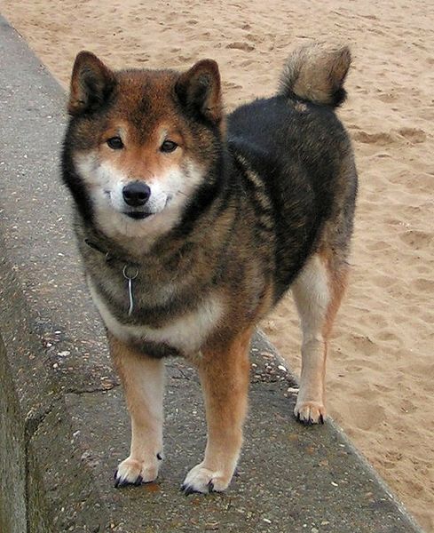 Black and Tan Shiba Inu