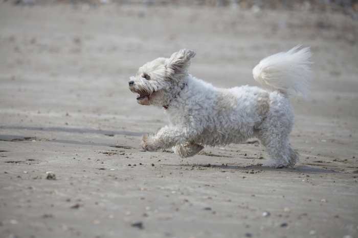 A Shih Tzu Bichon Frise Hybrid called a Shichon is running on a beach