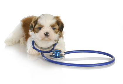 Shih Tzu Health Concerns