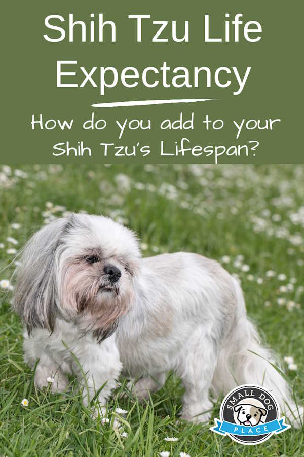 Shih tzu Life Expectancy Pin Image
