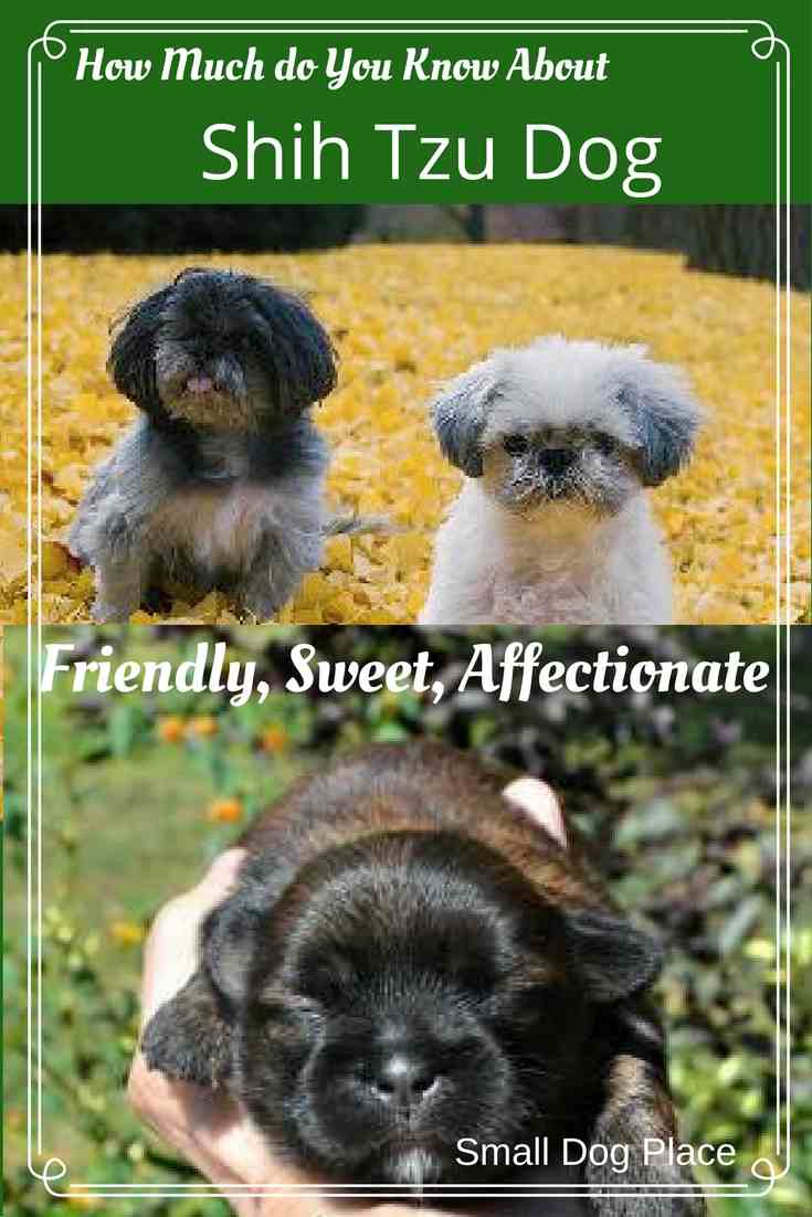 What you need to know about the Shih Tzu