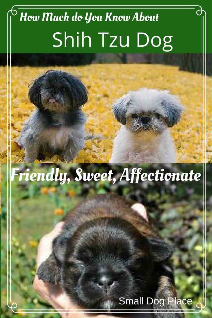 small dogs like shih tzu