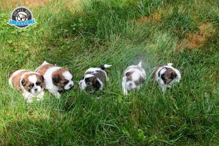 Shih-Tzu-Puppies.jpg