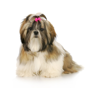 Red and White Shih Tzu Red and White Shih Tzu Puppy