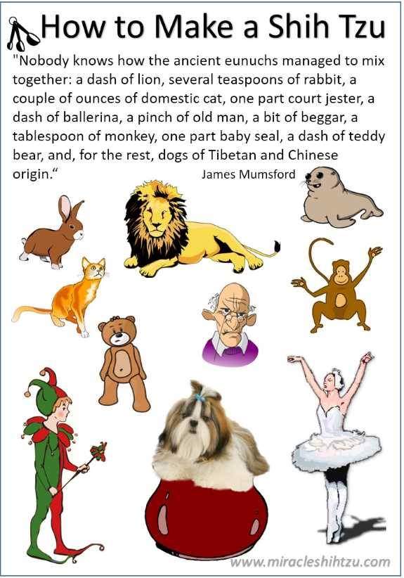How to Make a Shih Tzu How to Make a Shih Tzu (Infographic)