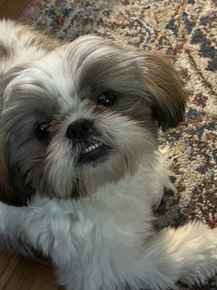 A Shih Tzu from New York named Loni