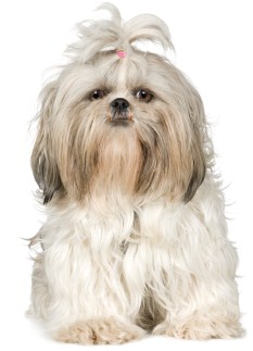Cream colored Shih Tzu Links to Shih Tzu Dog Breed Profile