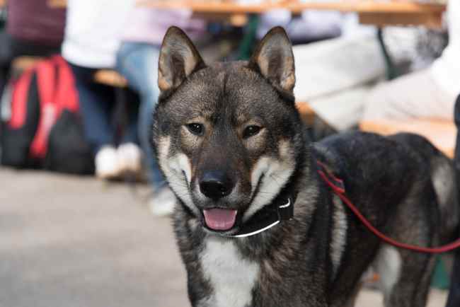 Shikoku Inu